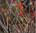 wilson l. hunt, jr. Arnold Arboretum in Autum